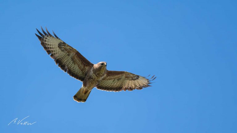 Mäusebussard (Buteo buteo)