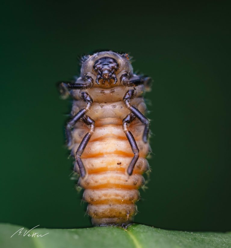 Marienkäfer larve (Coccinellidae)