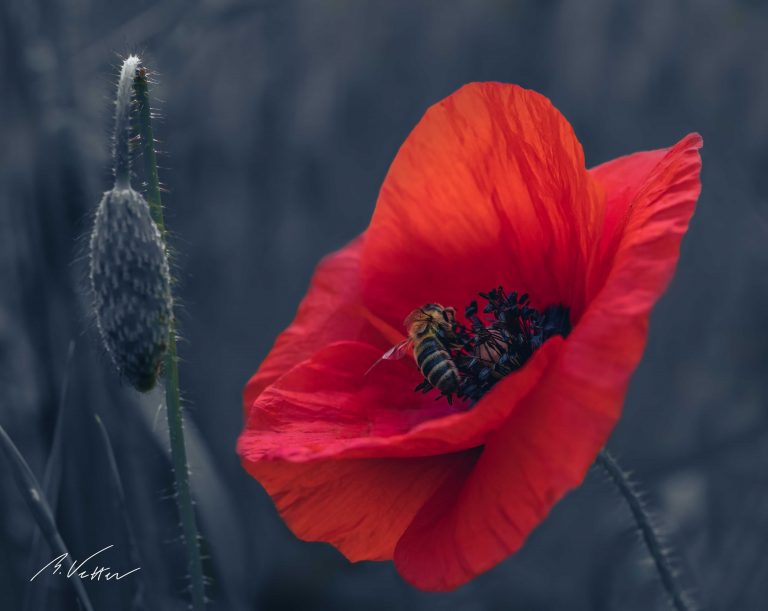 Mohn (Papaver)