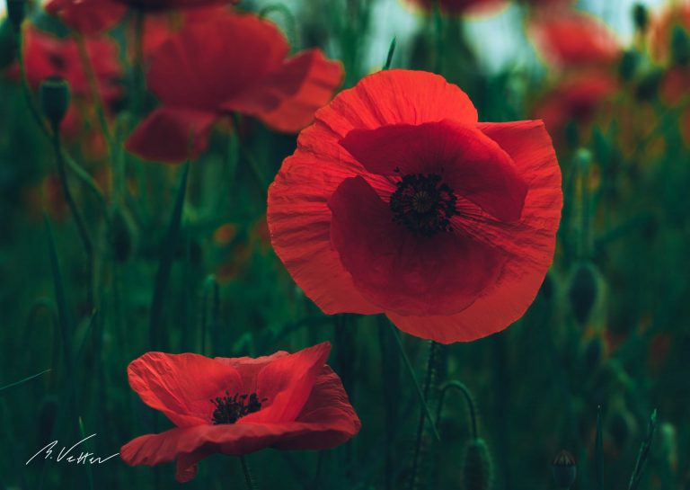 Mohn (Papaver)