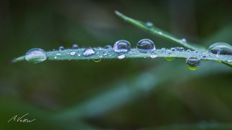 Nahaufnahme Wassertropfen