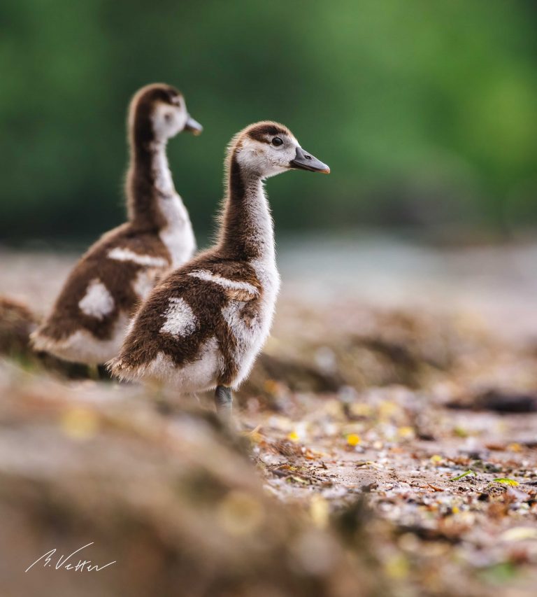 Nilgans Küken (Alopochen aegyptiaca)