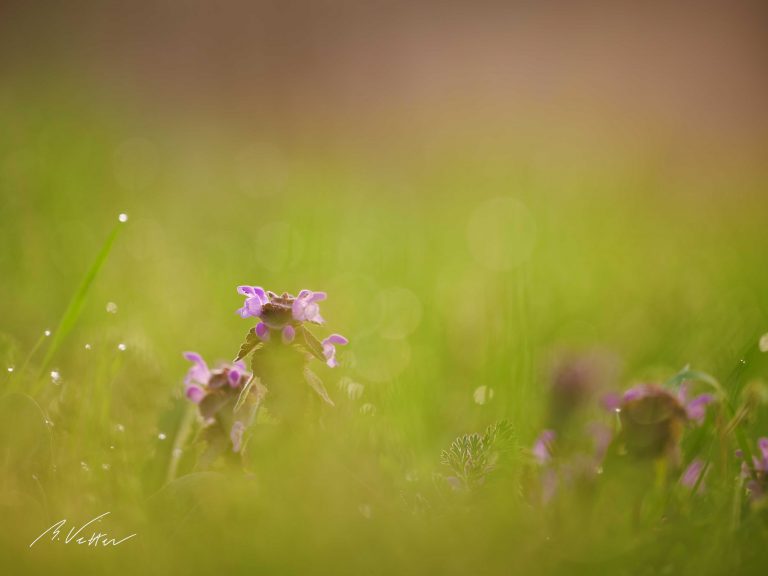 Purpurrote Taubnessel (Lamium purpureum)