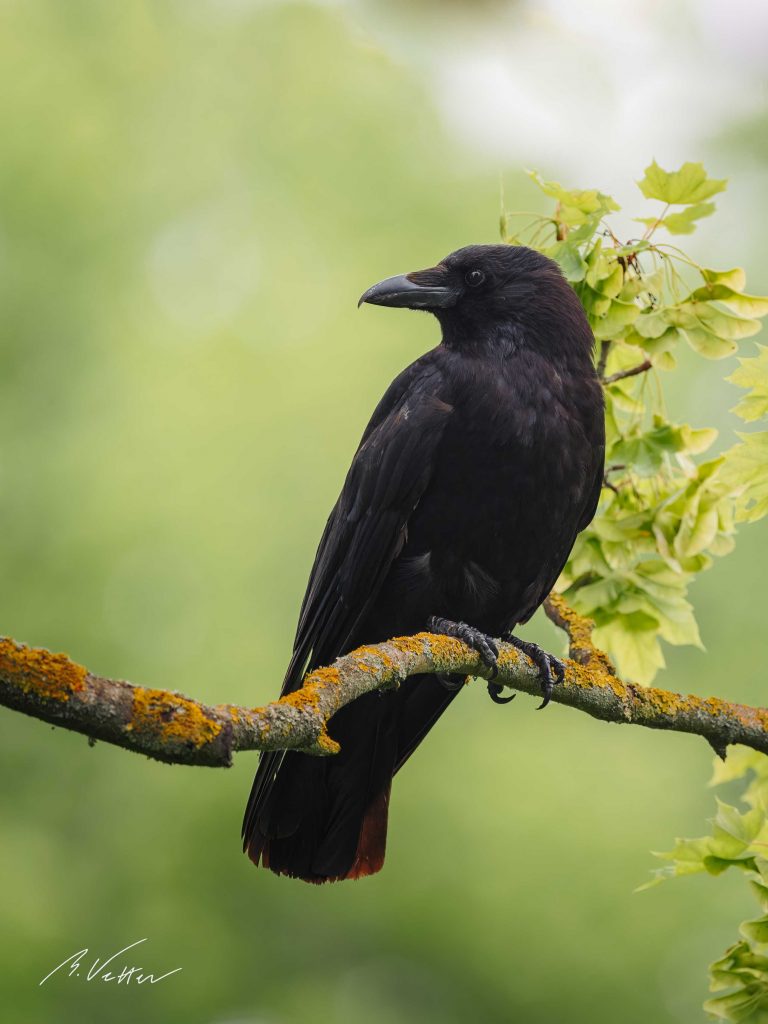 Rabenvögel (Corvidae)