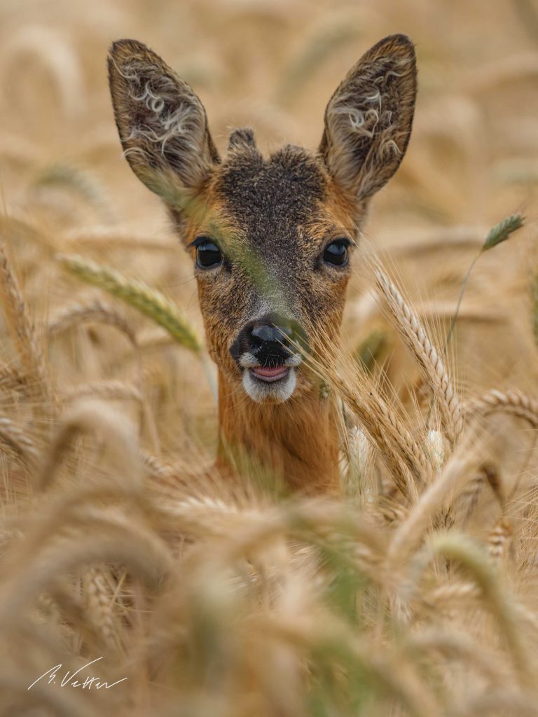 Reh (Capreolus capreolus)