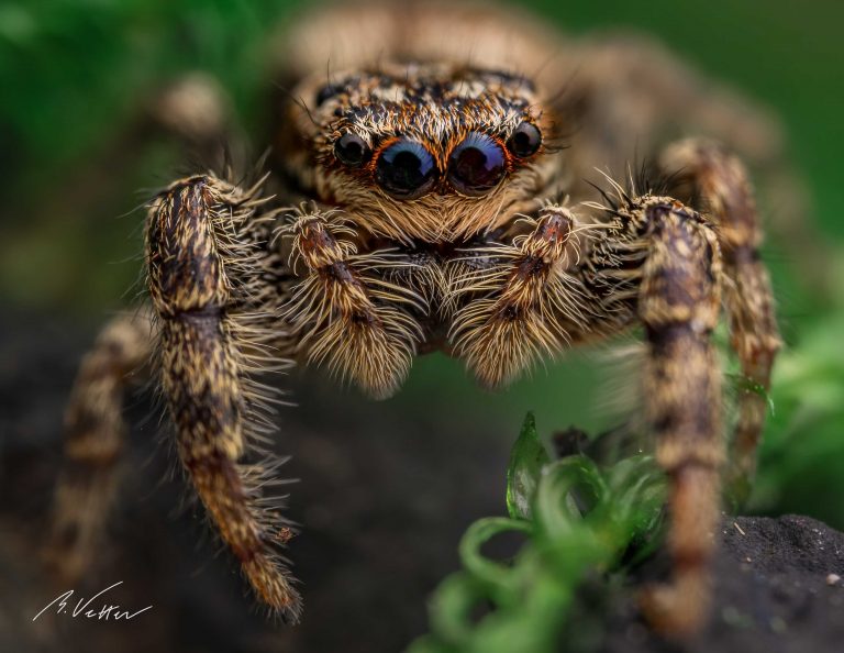 Rindenspringspinne (Marpissa muscosa)