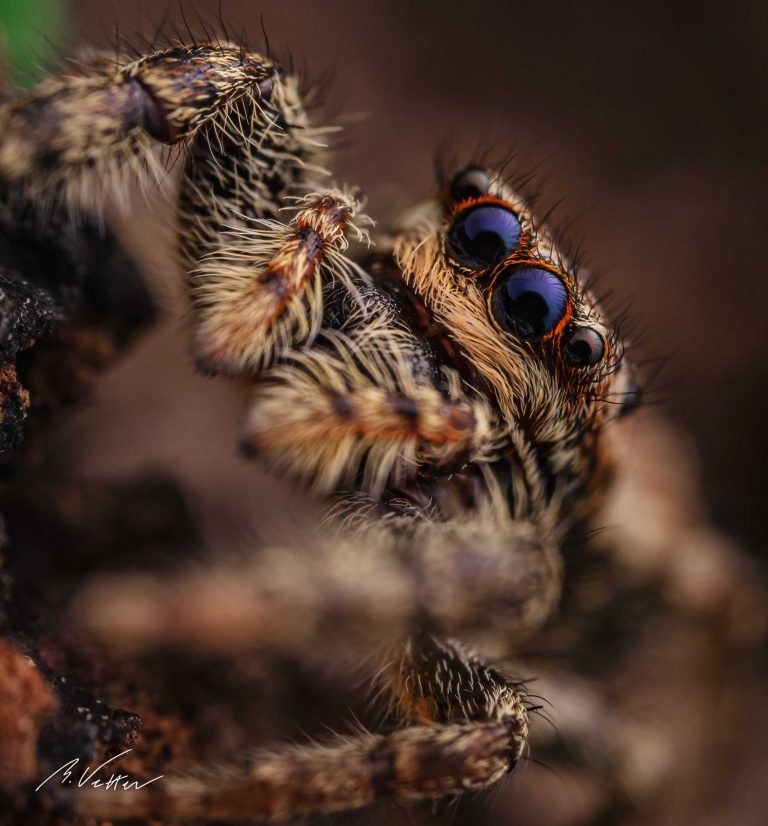 Rindenspringspinne (Marpissa muscosa)