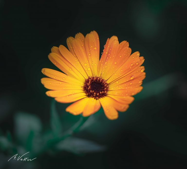 Ringelblume (Calendula officinalis)