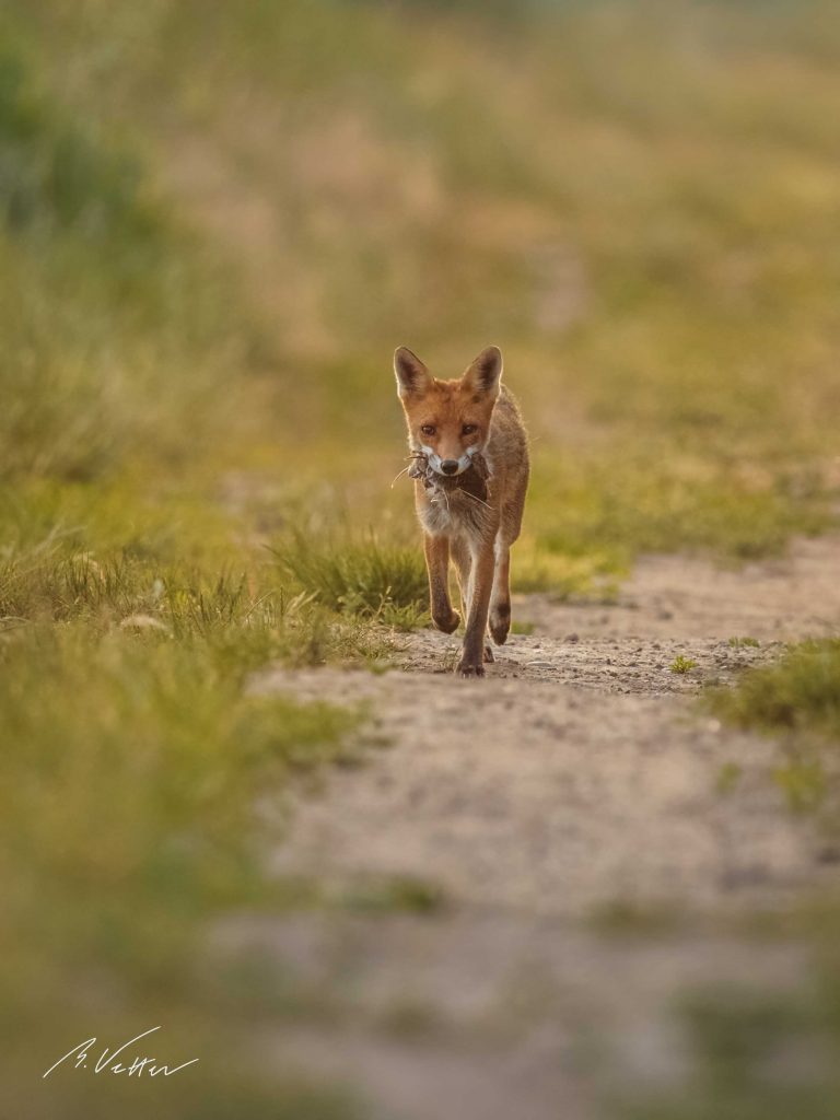 Rotfuchs (Vulpes vulpes)