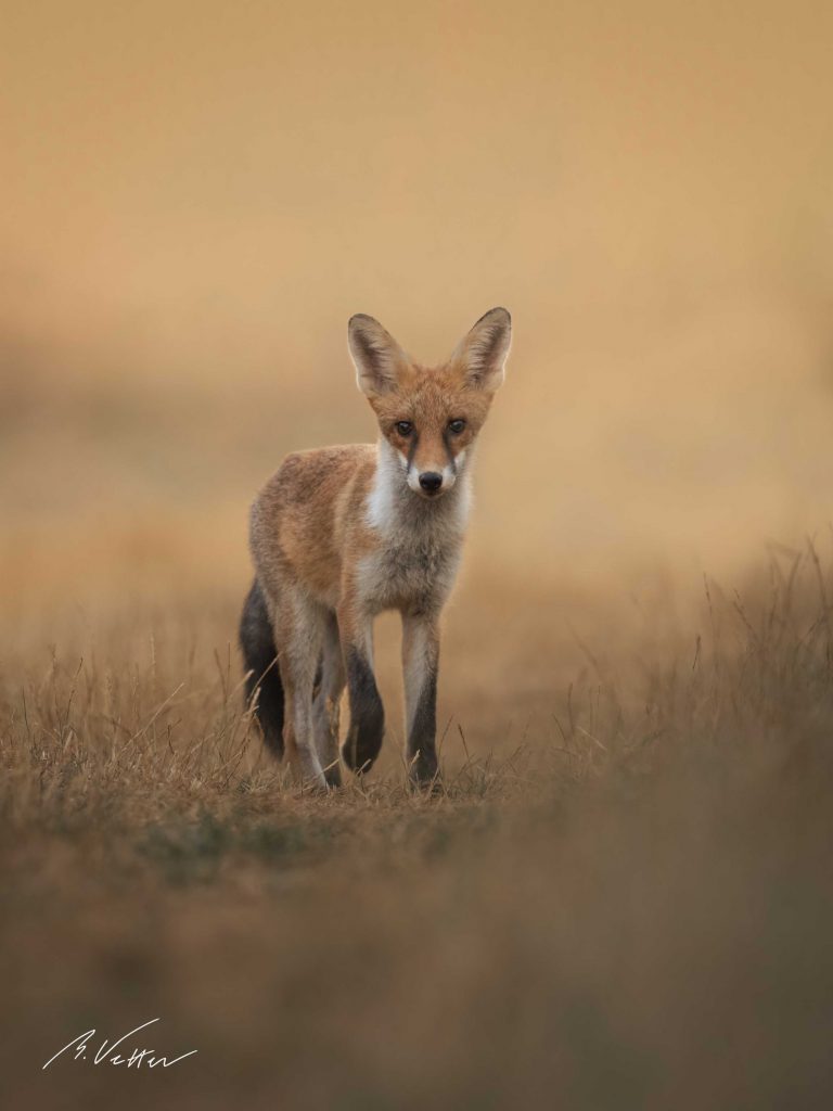 Rotfuchs (Vulpes vulpes)