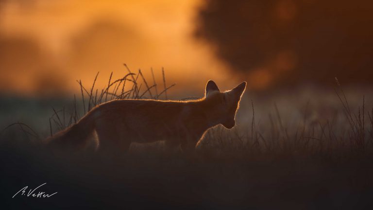 Rotfuchs (Vulpes vulpes) im Sonnenaufgang