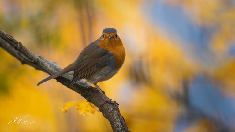 Rotkehlchen (Erithacus rubecula)