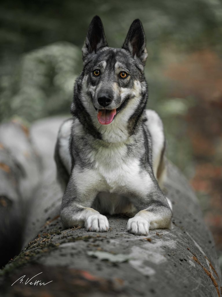 Schäferhund Husky Mix (Kimba)