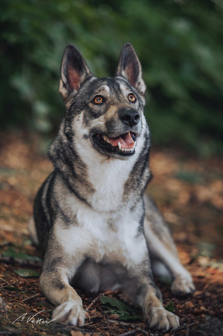 Schäferhund, Husky Mischling