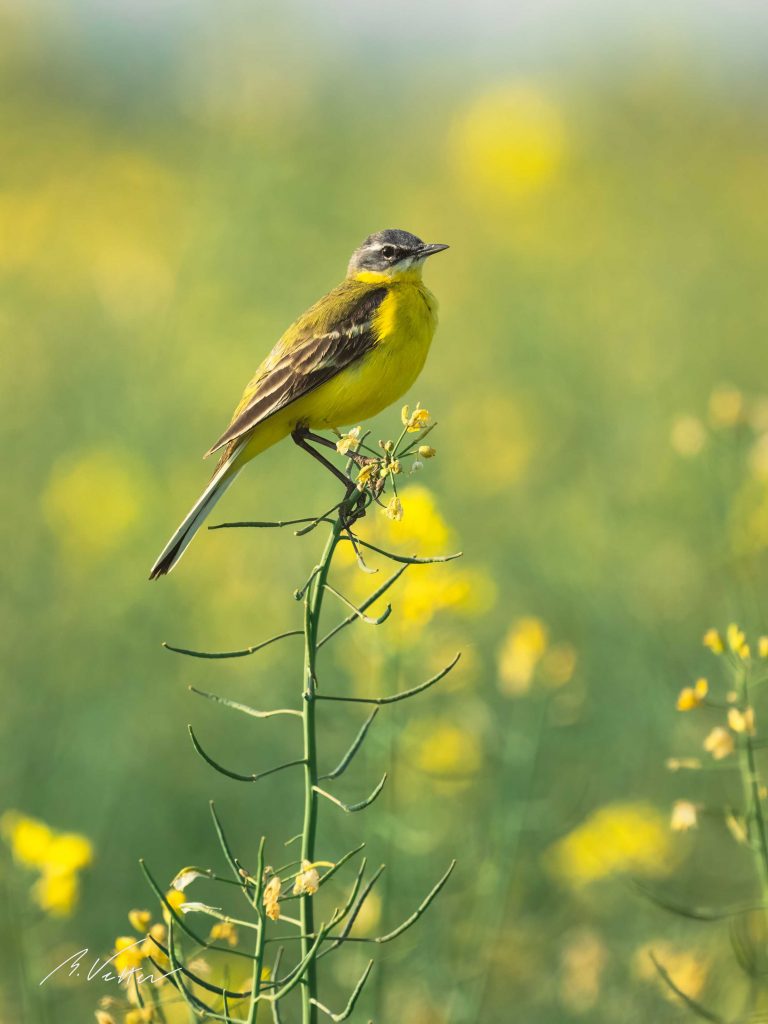 Schafstelze (Motacilla flava)