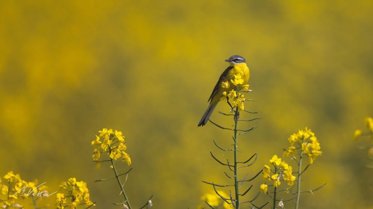 Schafstelze (Motacilla flava)