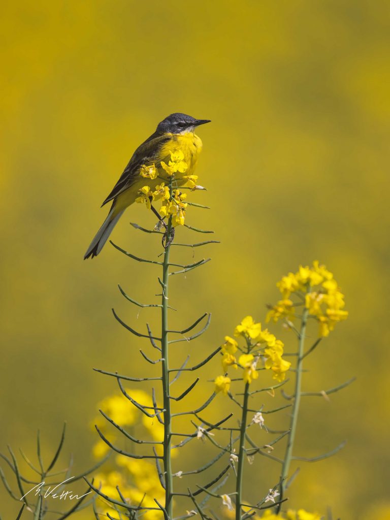 Schafstelze (Motacilla flava)