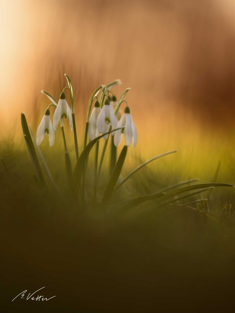 Schneeglöckchen (Galanthus)