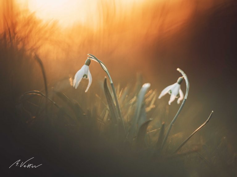 Schneeglöckchen (Galanthus)