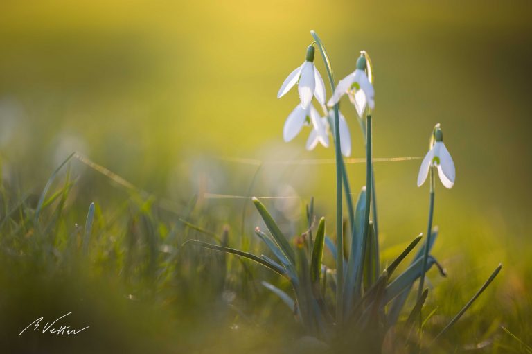 Schneeglöckchen (Galanthus)