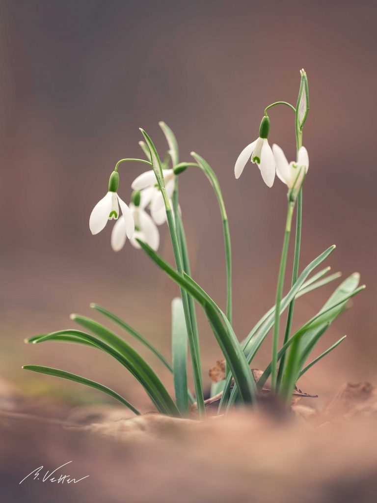 Schneeglöckchen (Galanthus)