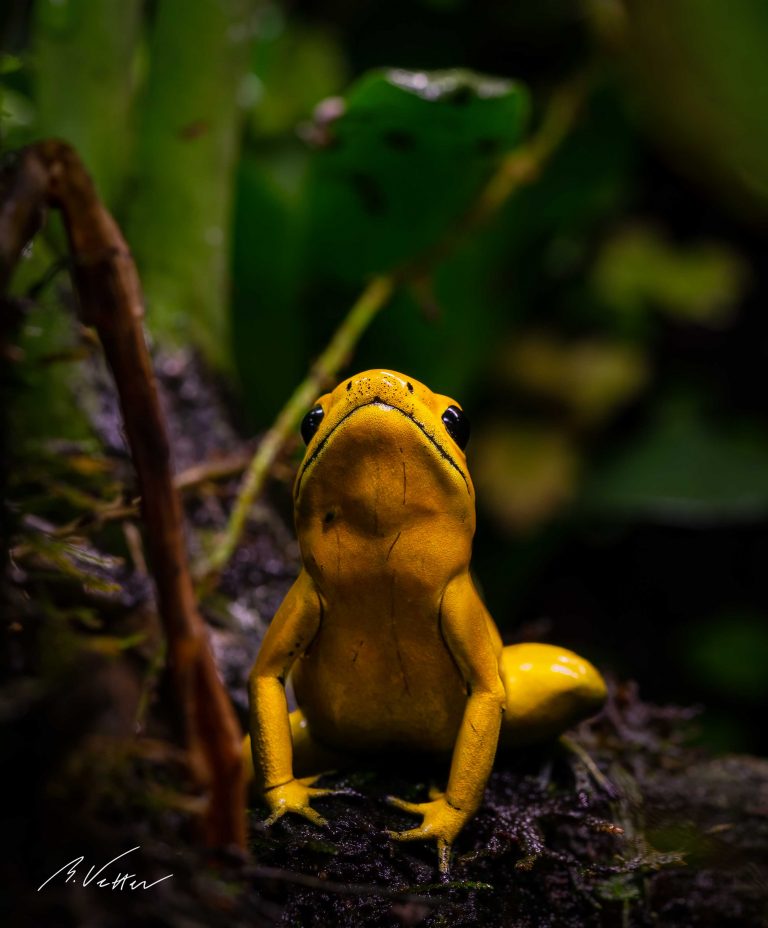 Schreckliche Pfeilgiftfrosch (Phyllobates terribilis)