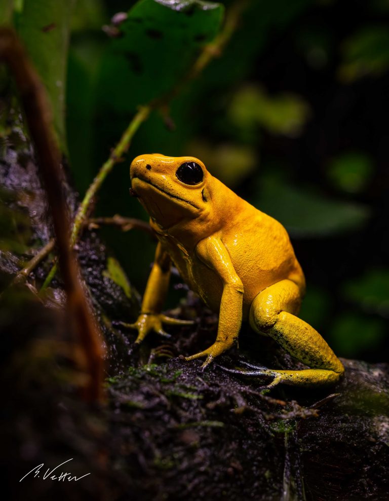 Schreckliche Pfeilgiftfrosch (Phyllobates terribilis)