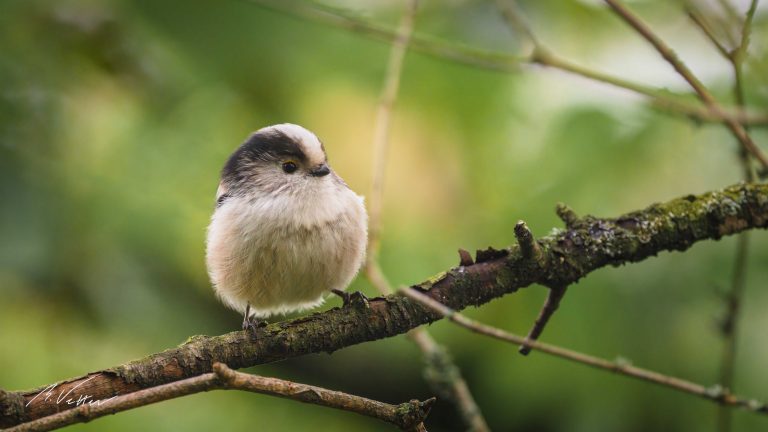 Schwanzmeise (Aegithalos caudatus)