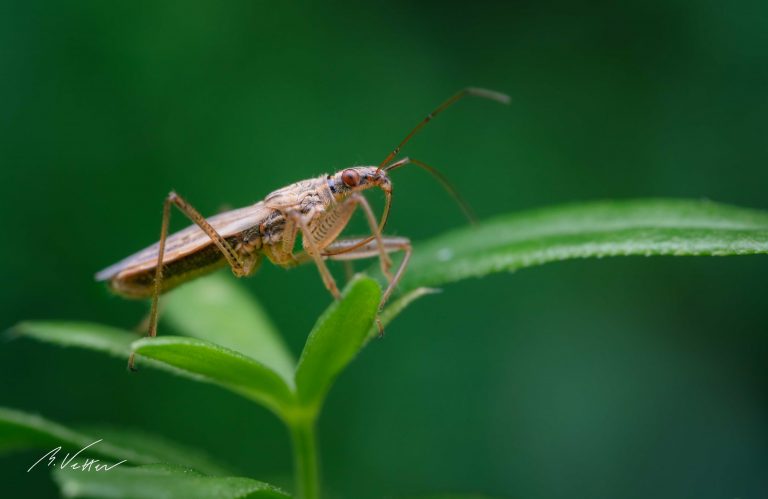 Sichelwanzen (Nabidae)