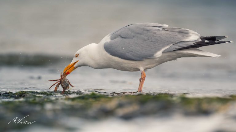 Silbermöwe (Larus argentatus)