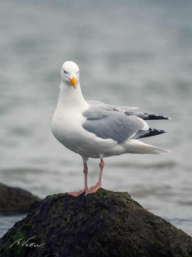 Silbermöwe (Larus argentatus)