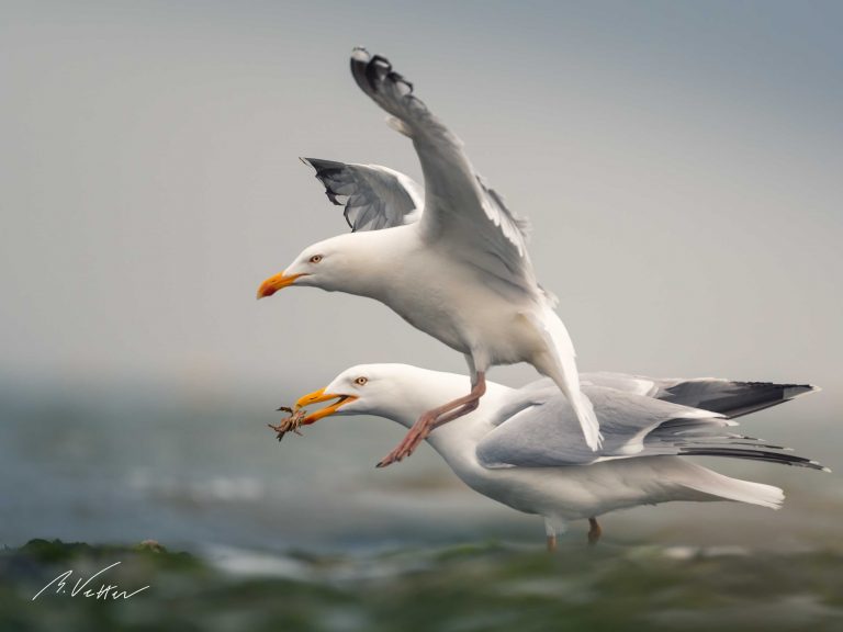 Silbermöwe (Larus argentatus)