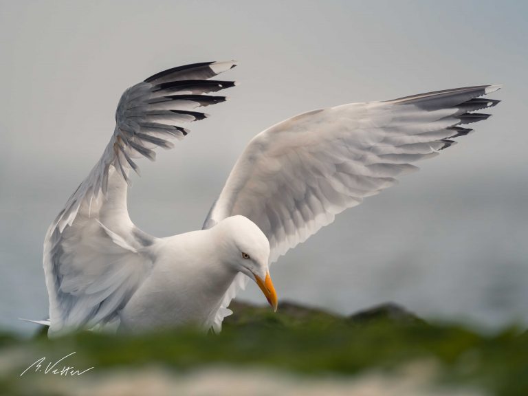 Silbermöwe (Larus argentatus)