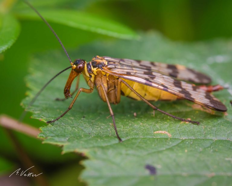 Skorpionsfliegen (Panorpidae)