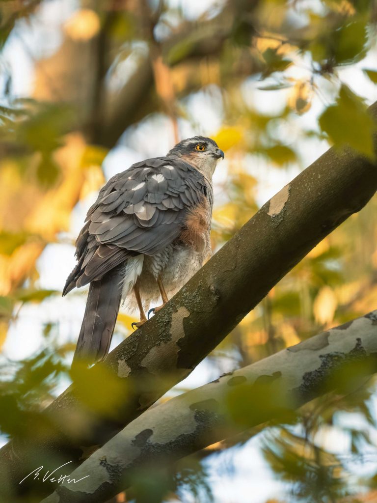 Sperber (Accipiter nisus)