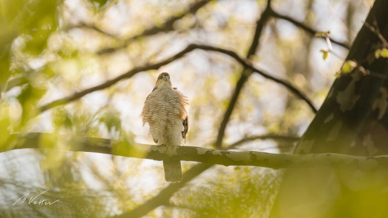 Sperber (Accipiter nisus)