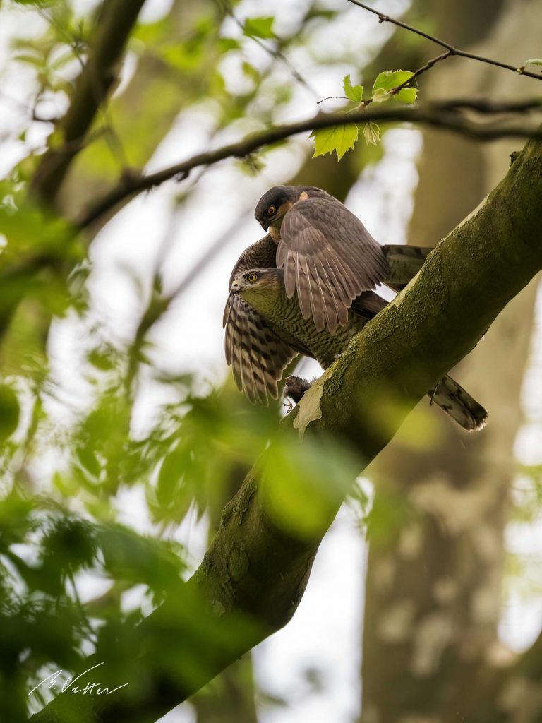 Sperber (Accipiter nisus)