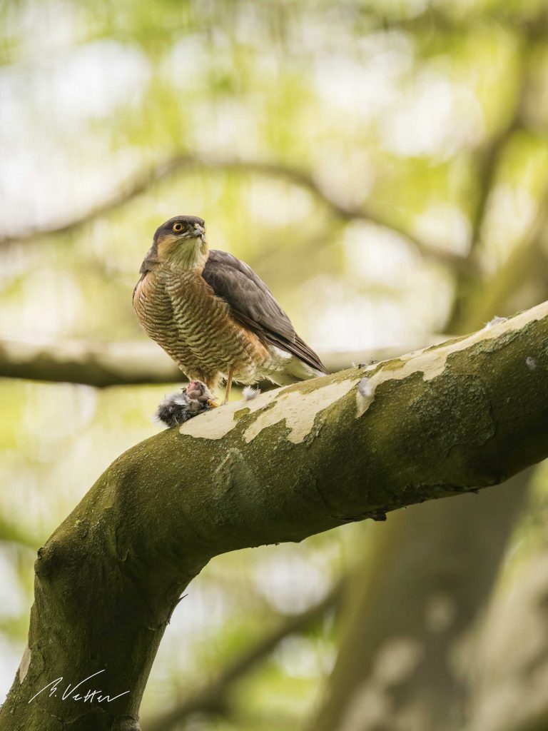 Sperber (Accipiter nisus)