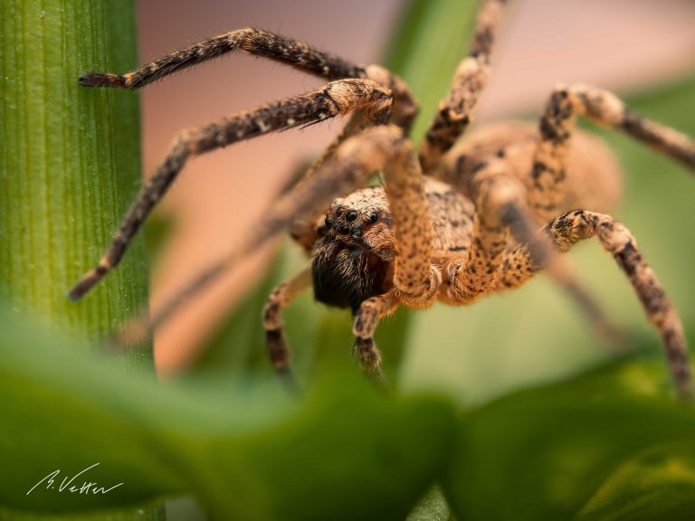 Spinne auf einem grünen Blatt