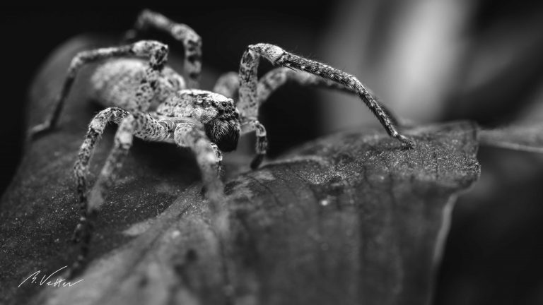 Spinne auf einem Blatt