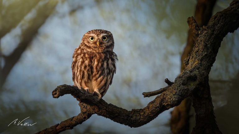 Steinkauz (Athene noctua)