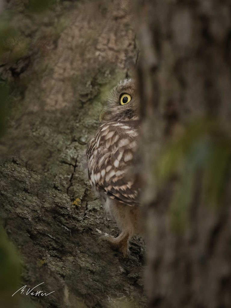 Steinkauz (Athene noctua)