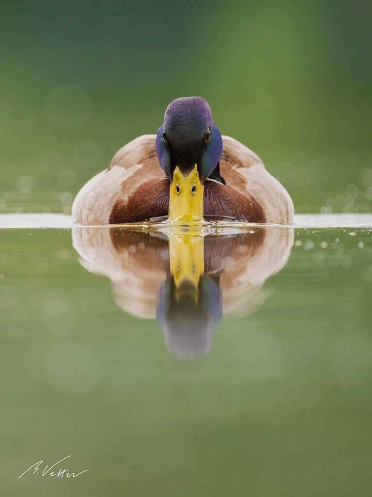 Stockente (Anas platyrhynchos)