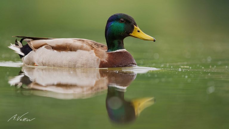 Stockente (Anas platyrhynchos)