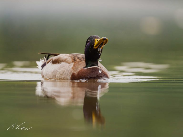 Stockente (Anas platyrhynchos)