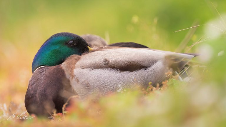 Stockente (Anas platyrhynchos)