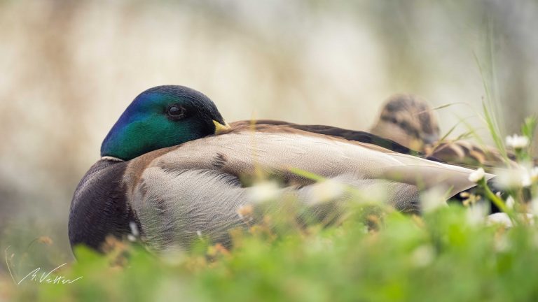 Stockente (Anas platyrhynchos)