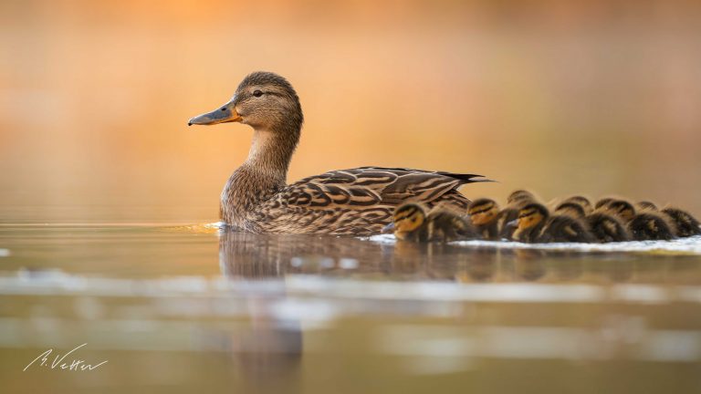 Stockente (Anas platyrhynchos)