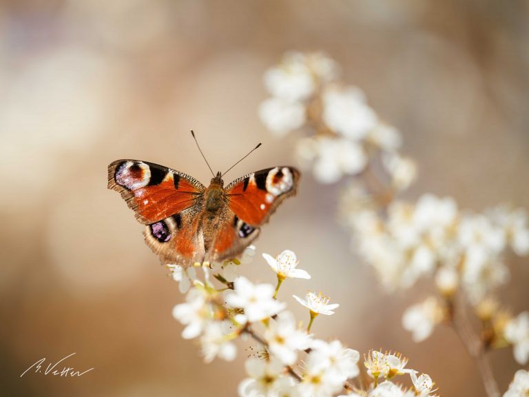 Tagpfauenauge (Aglais)