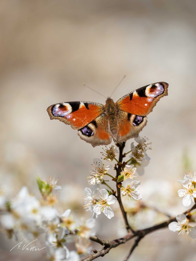 Tagpfauenauge (Aglais)